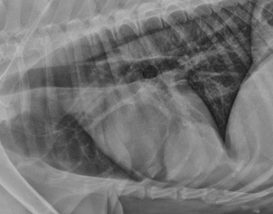 lateral_thorax
