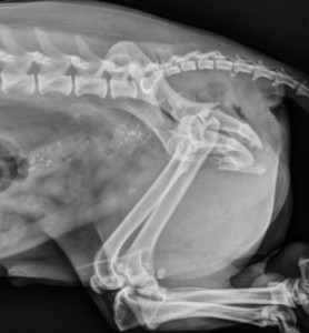 lateral_pelvis