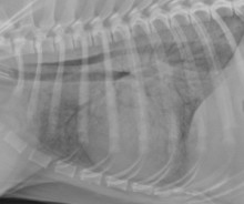 lateral thorax