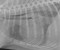 cod20120202r lateral thorax