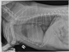 lateral_thorax