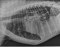 lateral_thorax