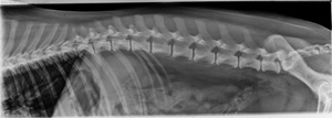 lateral spine