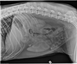 golden retriever acting lethargic 8 year golden retriever golden retriever acting lethargic 8 year golden retriever