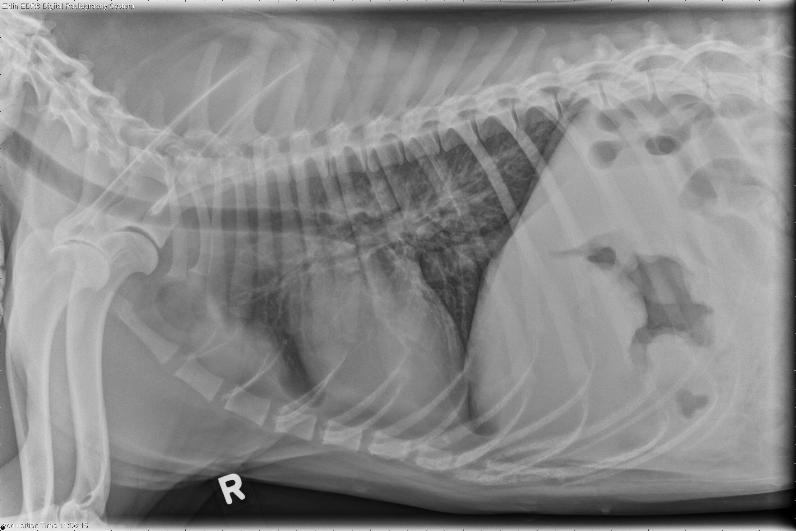 1-year-old-labrador-retriever