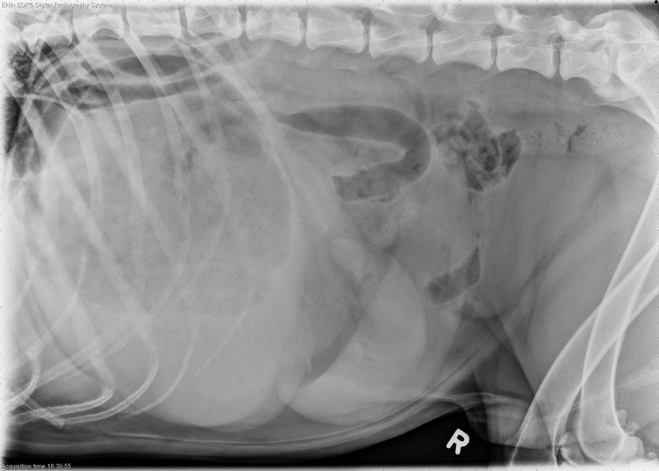 3 year old Labrador Retriever