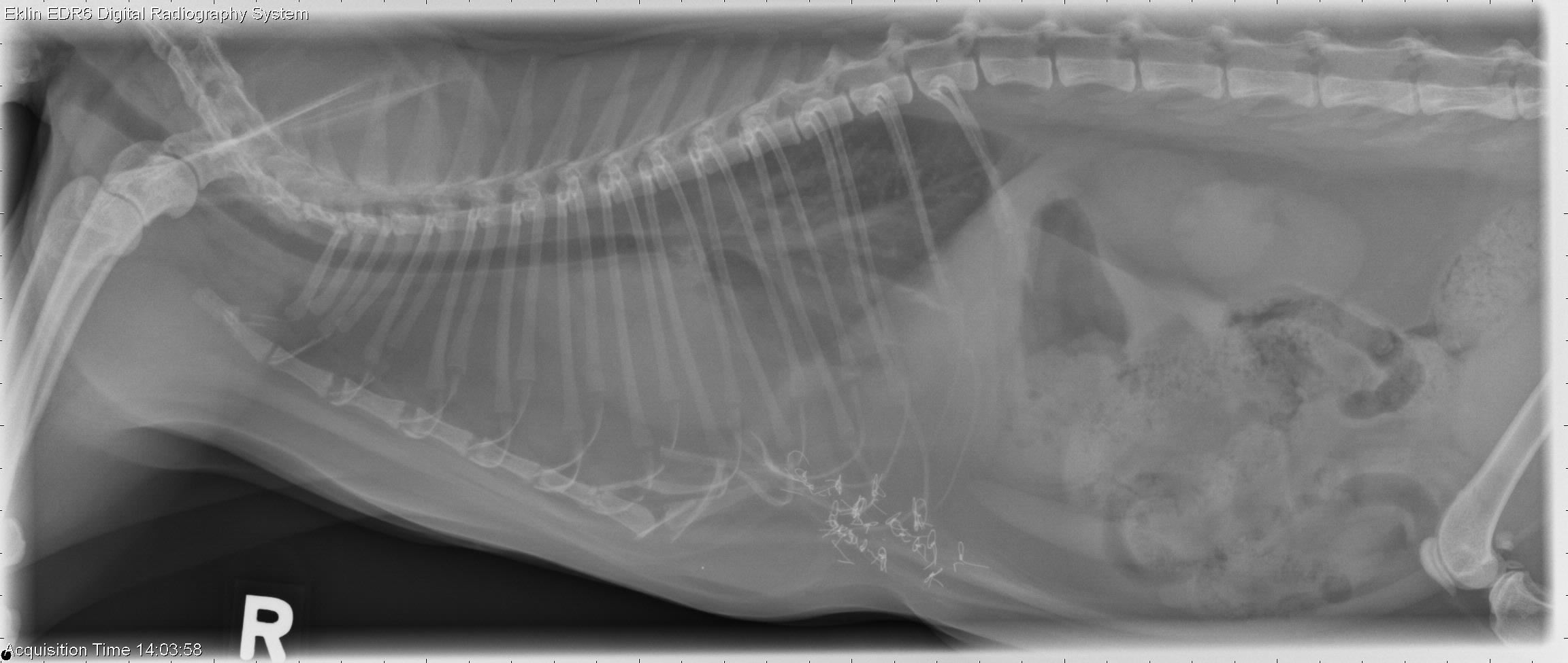 7 year old cat with dyspnea
