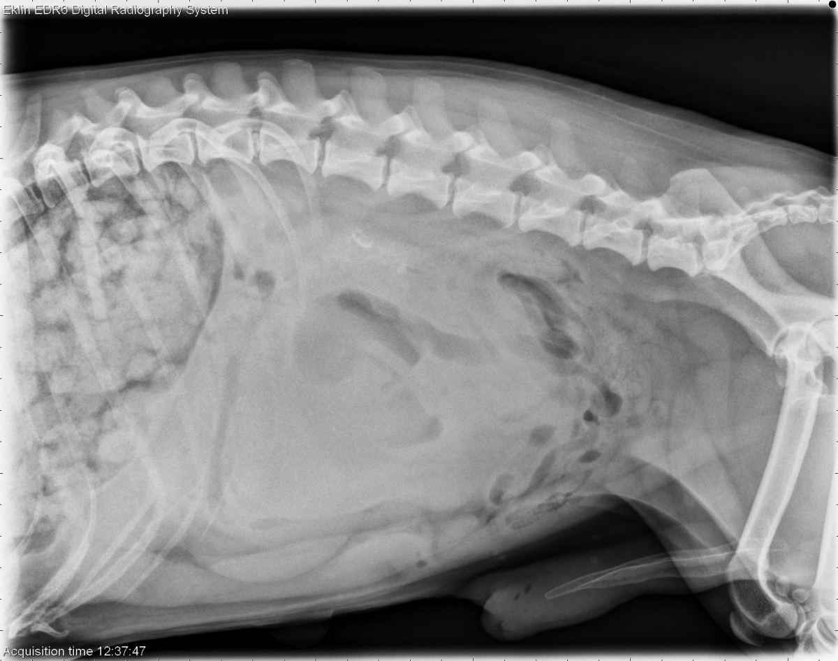 Mass In Small Intestines In Dogs Is It Always Cancer Mass In Small Intestines In Dogs Is It Always Cancer