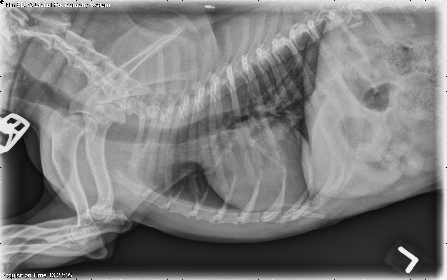 Prostatitis antibiotics canine. Francia bulldog cystitis