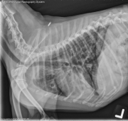 L LAT Thorax