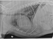 R LAT Thorax