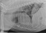 L LAT Thorax