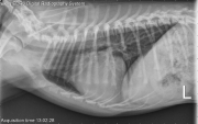 L LAT Thorax