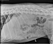 L LAT Abdomen