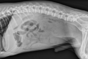 L LAT Thorax