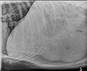 L LAT Abdomen