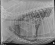 R LAT Thorax