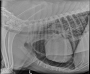 L LAT Thorax