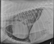 L LAT Thorax