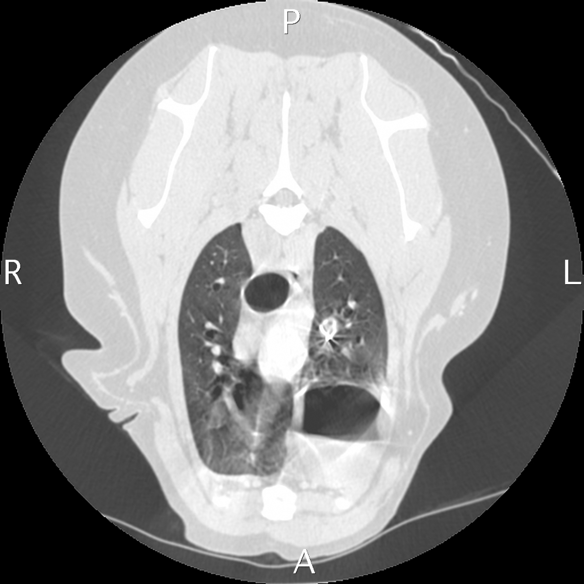 Left cranial lung lobe abscess