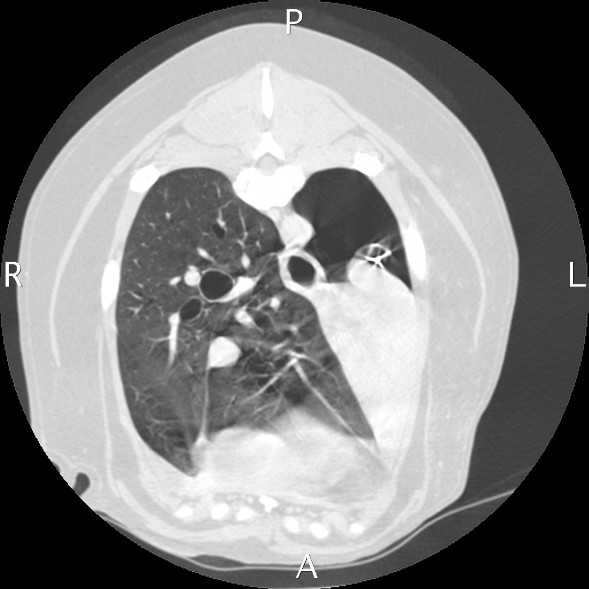 Left caudal lung lobe consolidation