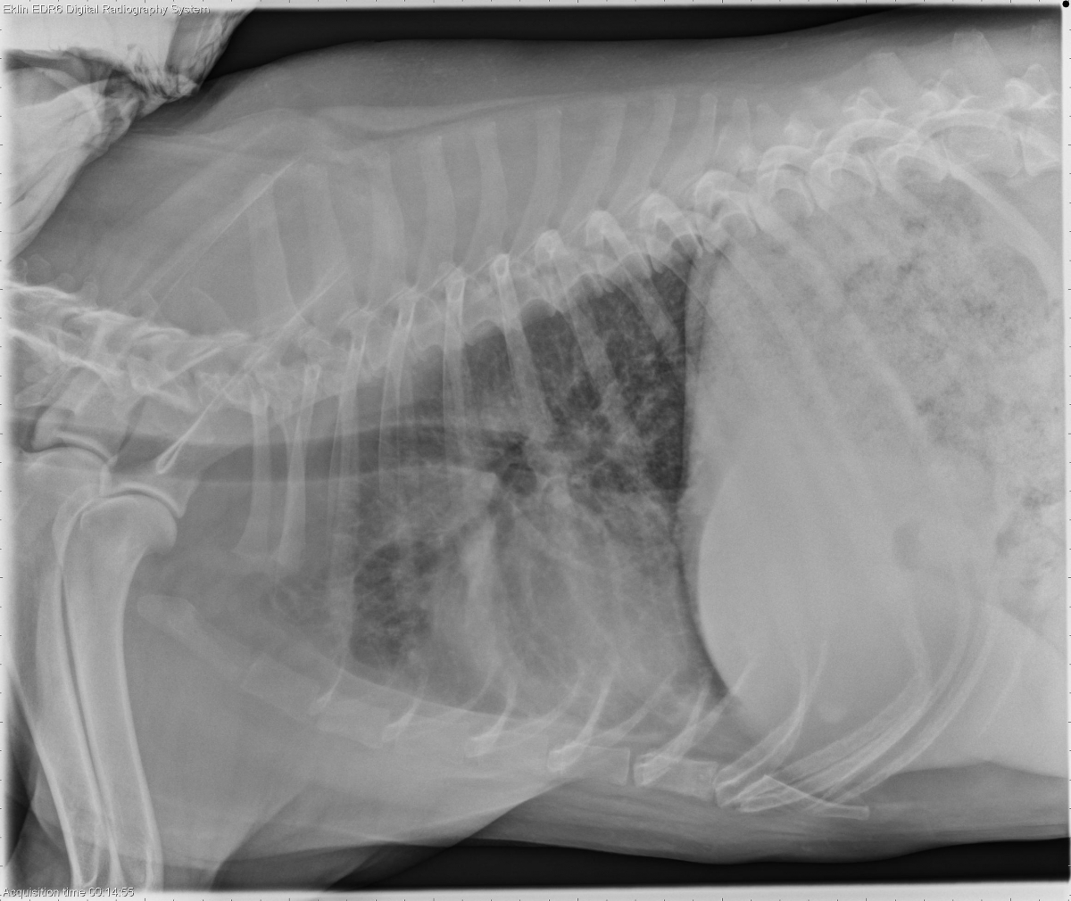 how much is a chest xray for a dog