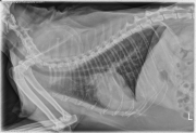 L LAT Thorax