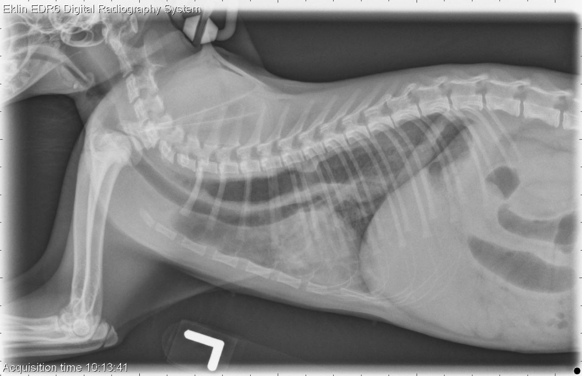 Пищевод кошки. Рентген пищевода собаки норма.