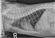 R LAT Thorax