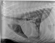 376632_9yr-K9-MC-X-ROTT_3