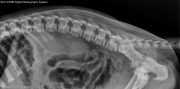 R LAT Spine