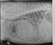 R LAT Thorax