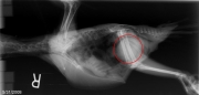 R LAT Abdomen-Retained Egg