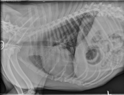 Followup radiograph-2 wks