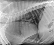 L LAT Thorax