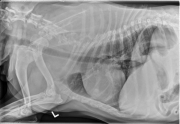 L LAT Thorax