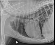 R LAT Thorax