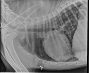 L LAT Thorax