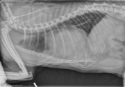 L LAT Thorax