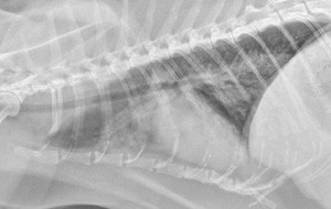 lateral thorax