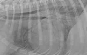 lateral thorax