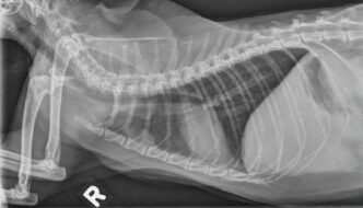 Veterinary Radiology – Teaching and learning about veterinary diagnostic imaging.