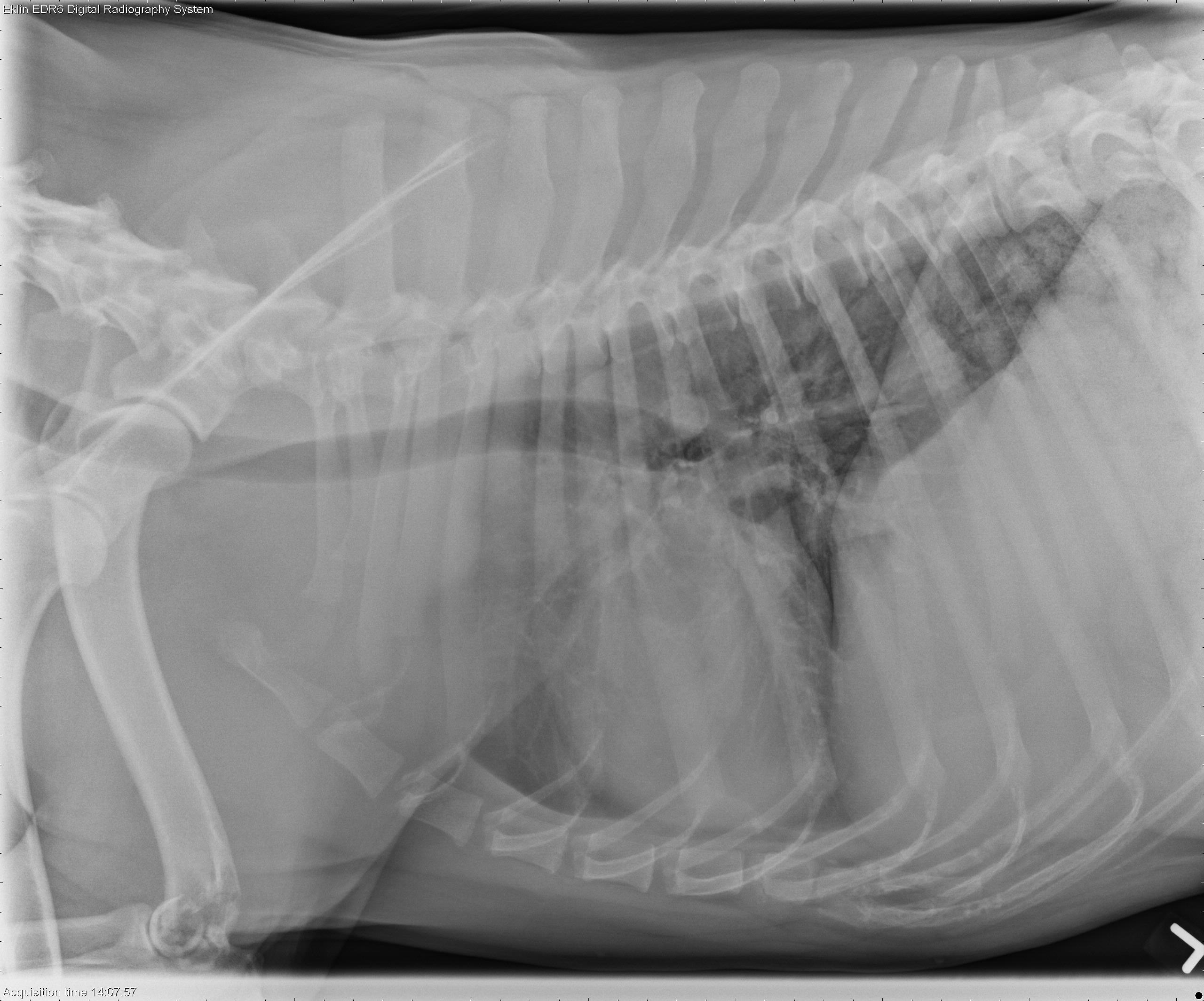 3 year old Labrador Retriever