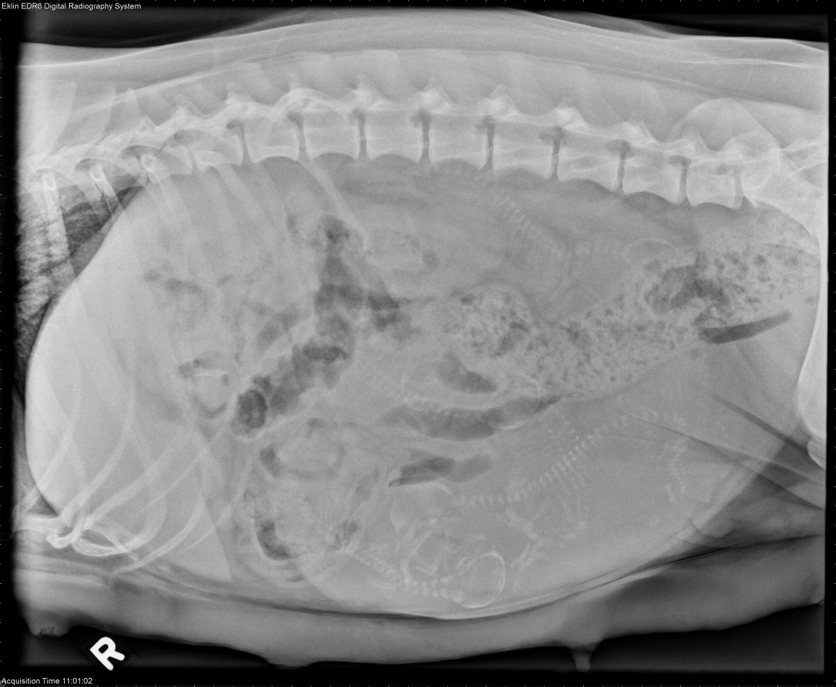 3 year old Bassett Hound