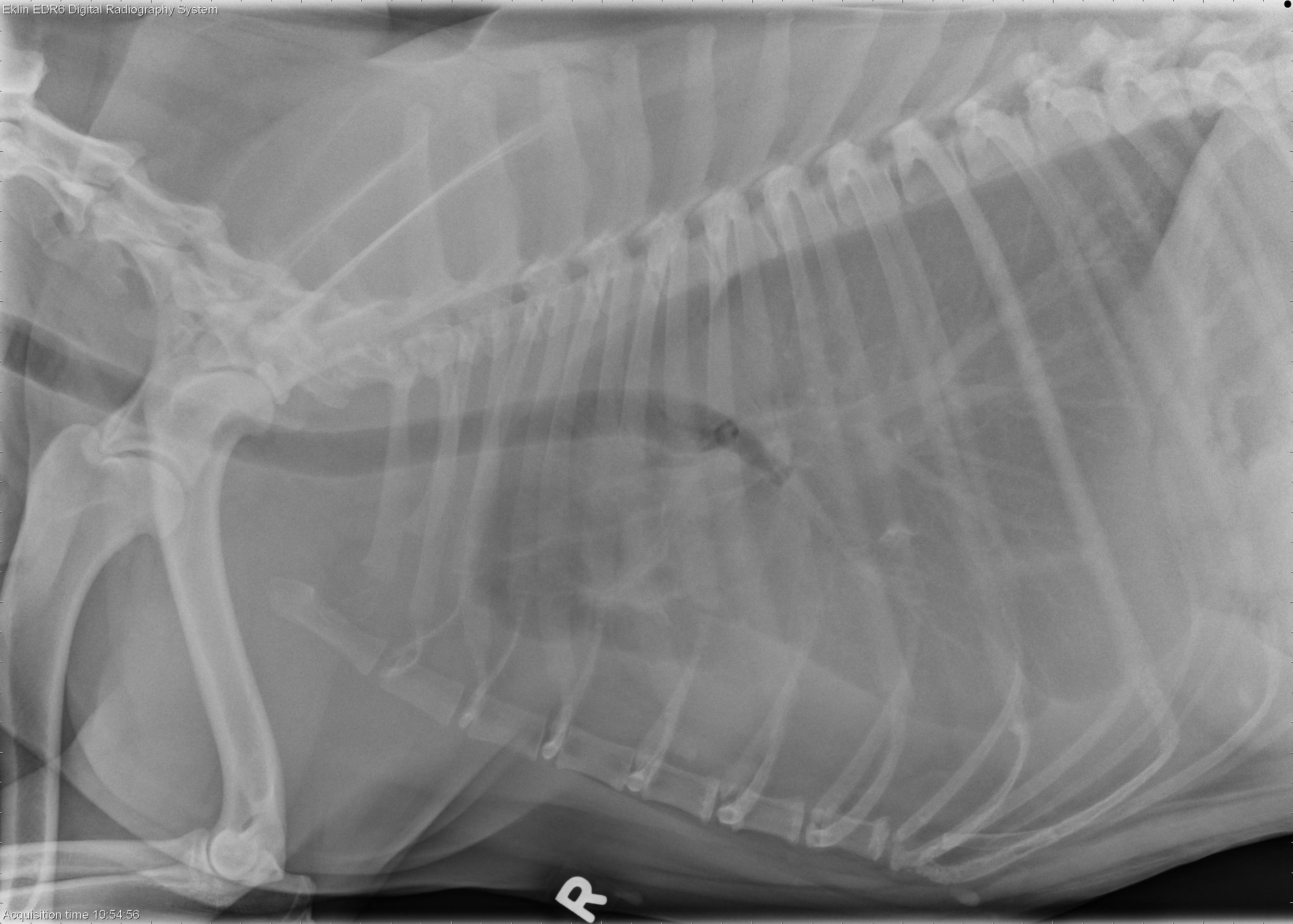 6 year old Labrador Retriever