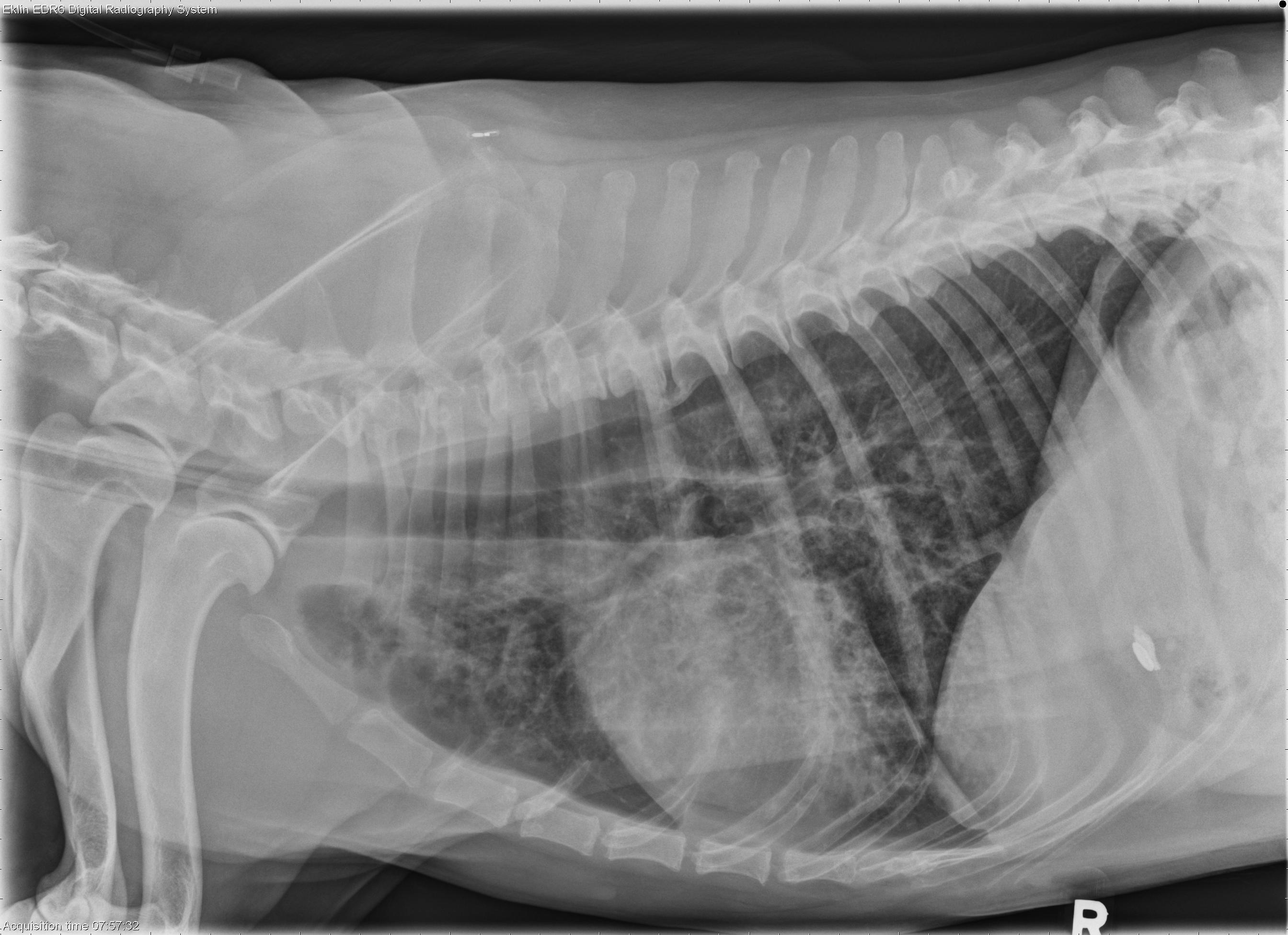 13 year old Labrador Retriever