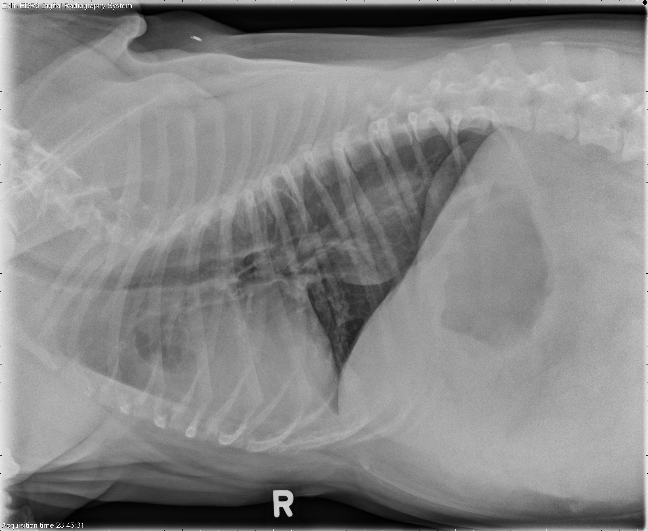 7 year old English Bulldog