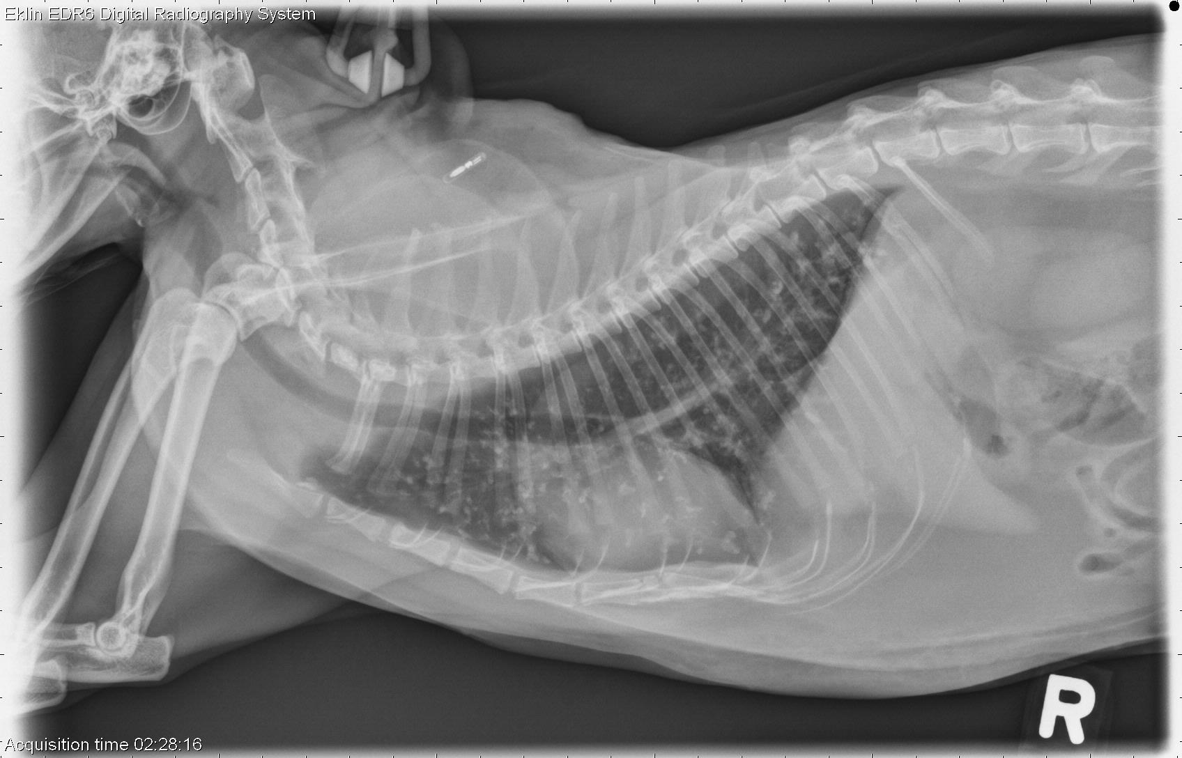 14 year old Bengal cat