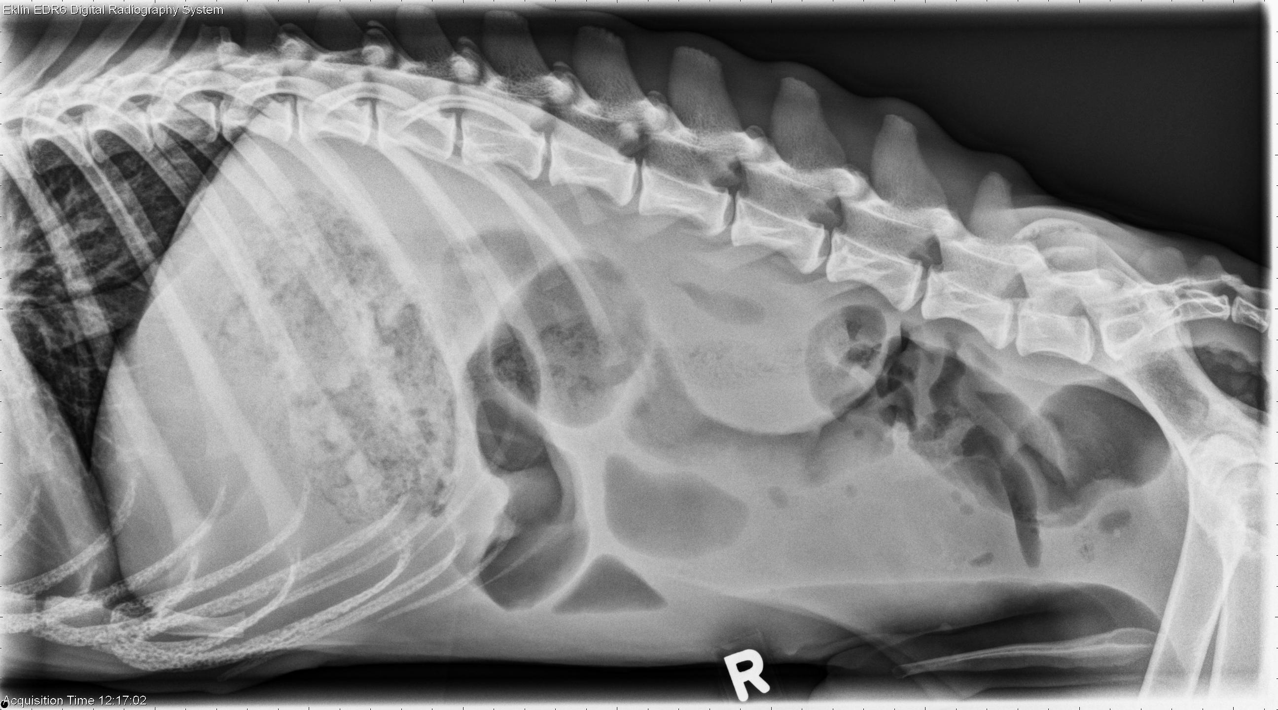 What Will Not Show On Dog Xray