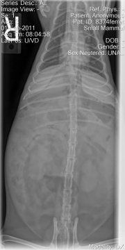 VD Abdomen